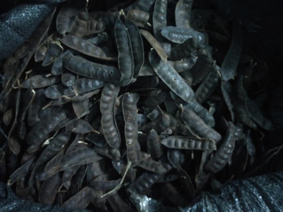 Trái bồ kết 500g
