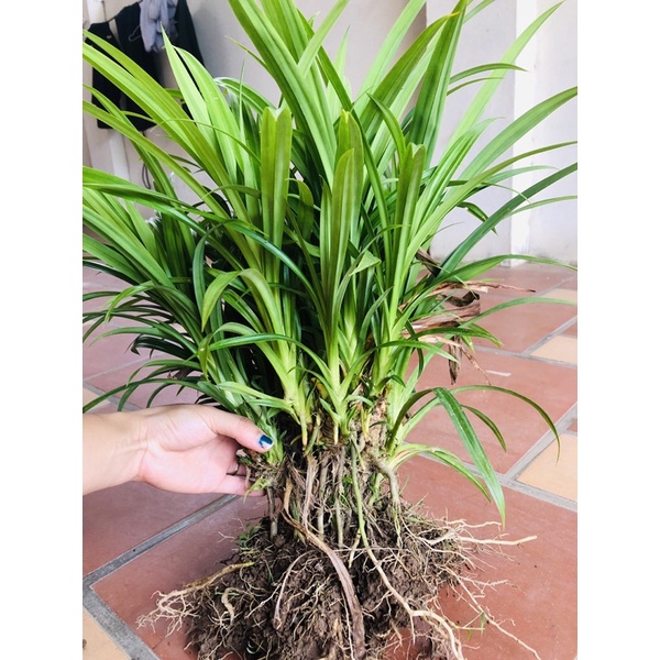 Cây lá dứa dễ trần cây to già đang đẻ nhánh