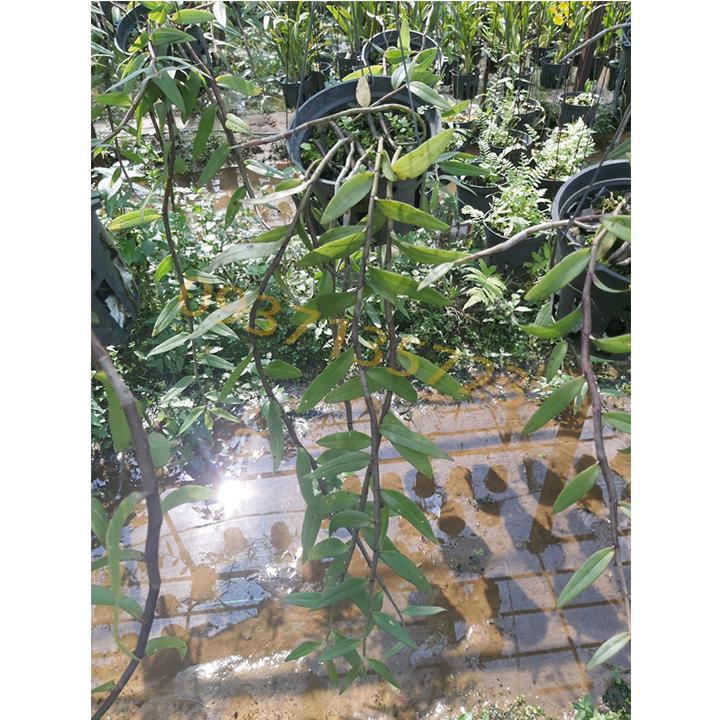 cây lan giả hạc pháp cây lớn