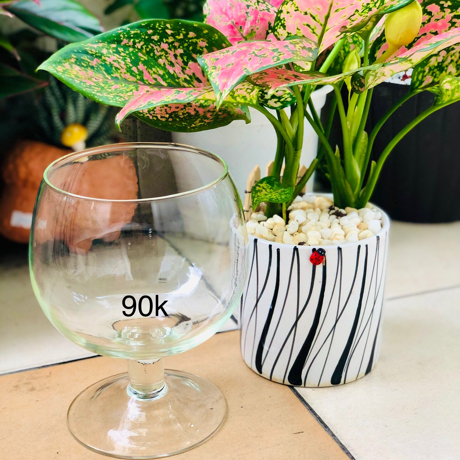 Chậu thuỷ tinh ly bầu, chậu nuôi cá, trồng cây