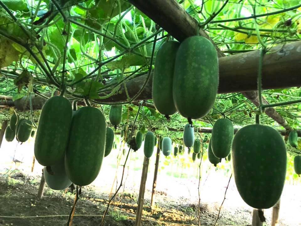 Bí xanh  Bắc Kạn 1kg - Thơm hương nếp, giòn ngọt