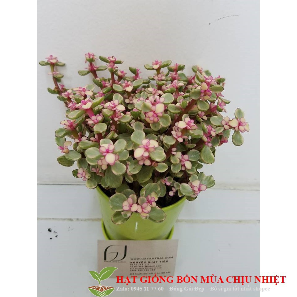 281A Hạt Giiống 10 Hạt Sen Đá Anh Đào