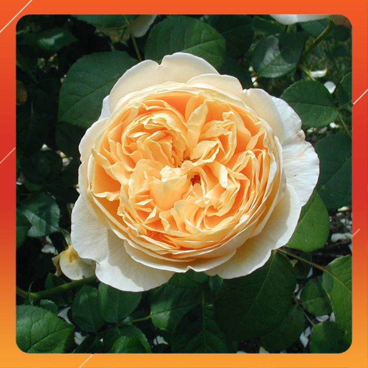 Hoa hồng Juliet rose mệnh danh hoa hồng triệu đô,Cây hoa hồng juliet