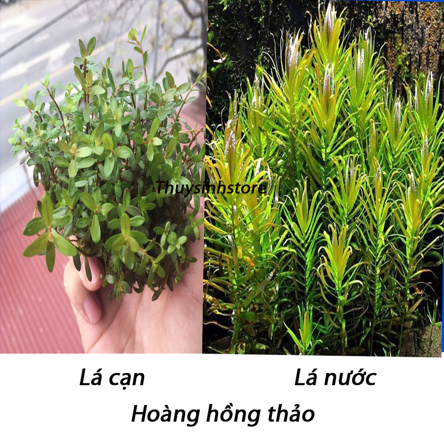 Cây thủy sinh hoàng hồng thảo 15 -20 ngọn