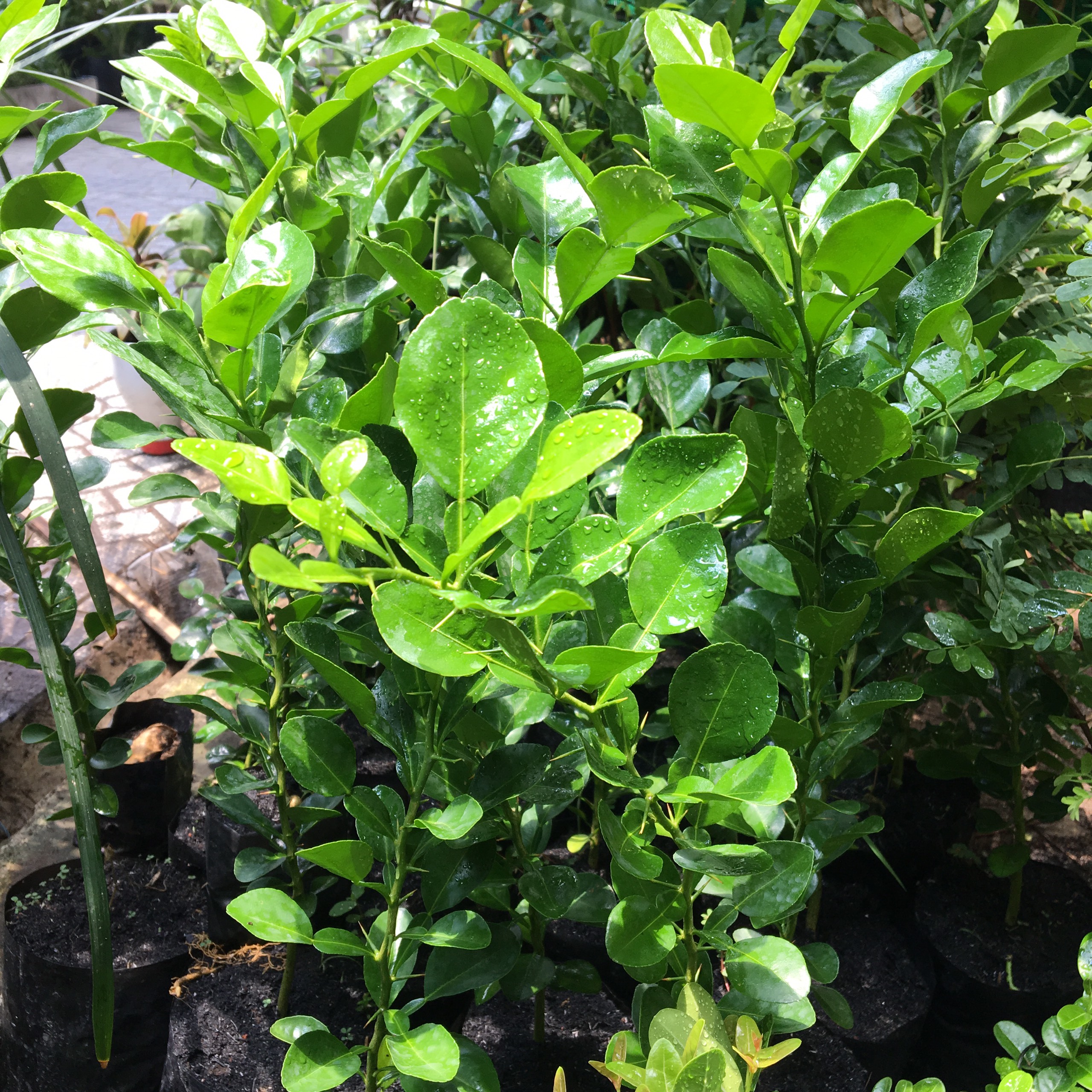 3 CÂY CHÚC GIỐNG CAO 20CM TRỒNG TỪ HẠT VÙNG BẢY NÚI AN GIANG, CÂY CHÚC TRỒNG LẤY TRÁI HOẶC LẤY LÁ LÀM GIA VỊ- CÂY TRÚC GIỐNG