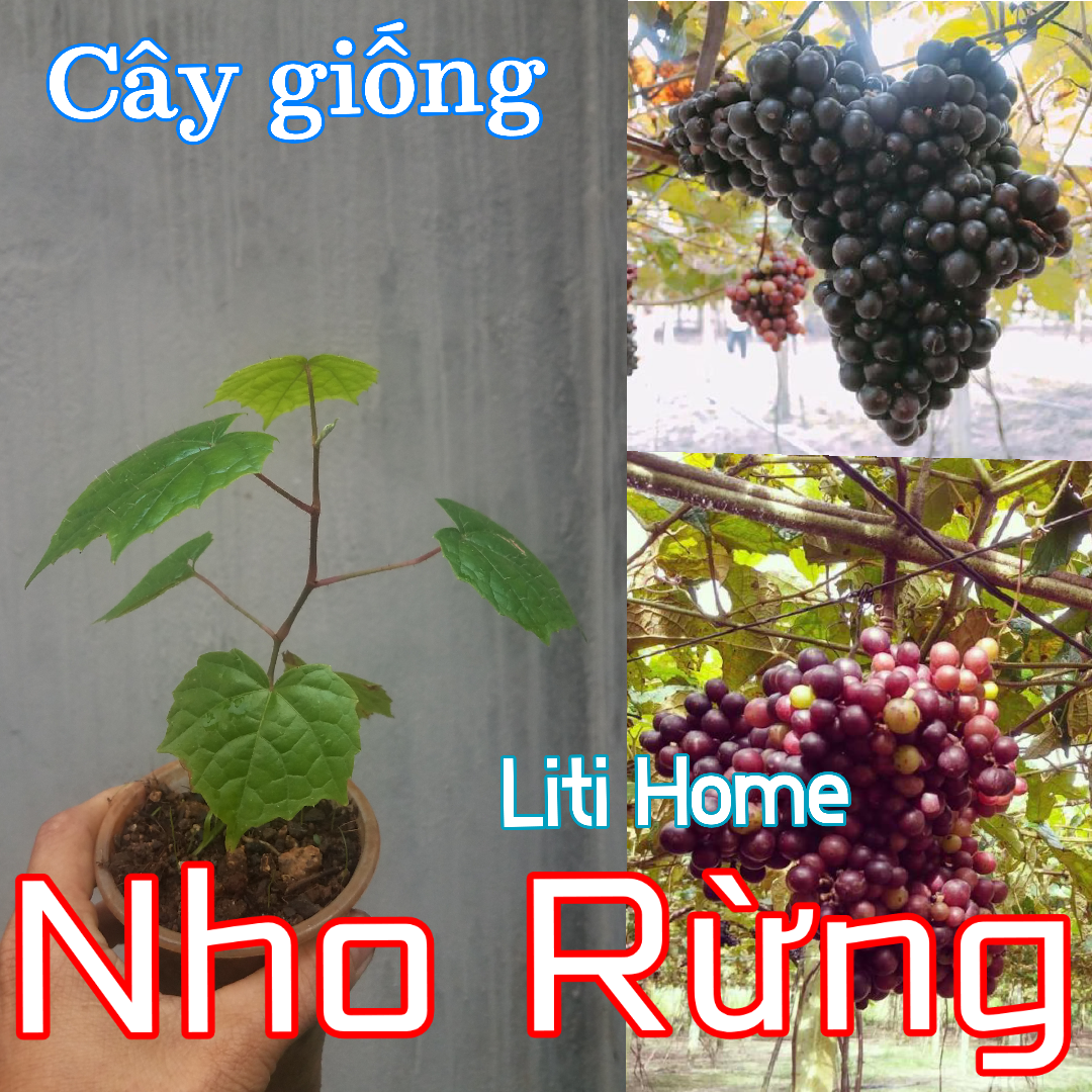 Cây Nho rừng (Tặng phân bón) Giảm cân an toàn Cải thiện hệ tim mạch Tốt cho hệ tiêu hóa Tốt cho sinh lý nam, nữ