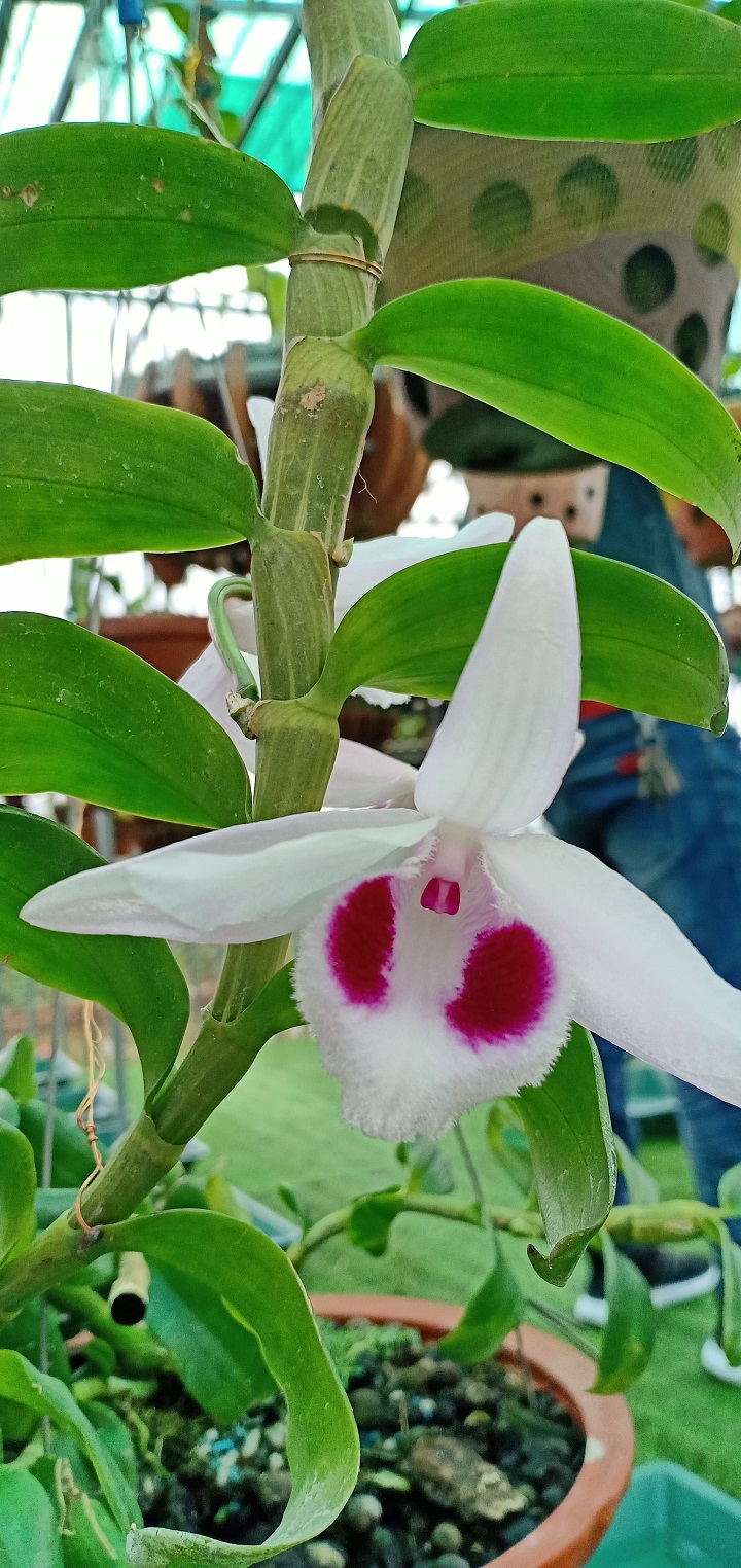 phong lan phi điệp (ám mắt trâu phú thọ)