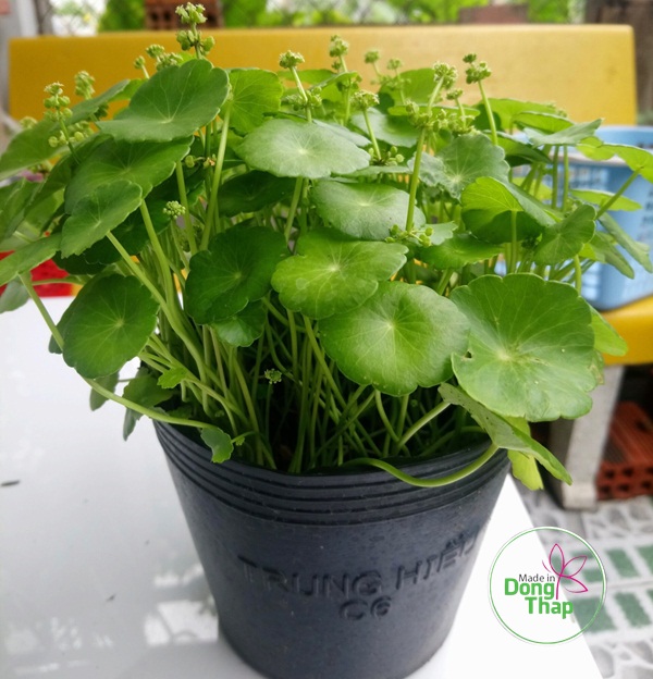 Khoinghiepdongthap- Cây Cỏ đồng tiền  - tặng phân bón - hoa kiểng lá - trang trí nội thất cảnh quan sân vườn ngoài trời