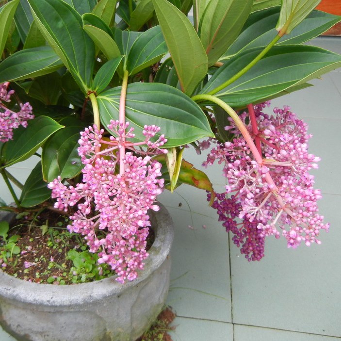 CÂY GIỐNG HÒN NGỌC VIỄN ĐÔNG - CÂY GIỐNG HỒNG NGỌC - CÂY CHÚC ĐÀI - CÂY MINH ĐIỀN - CÂY MUA LEO