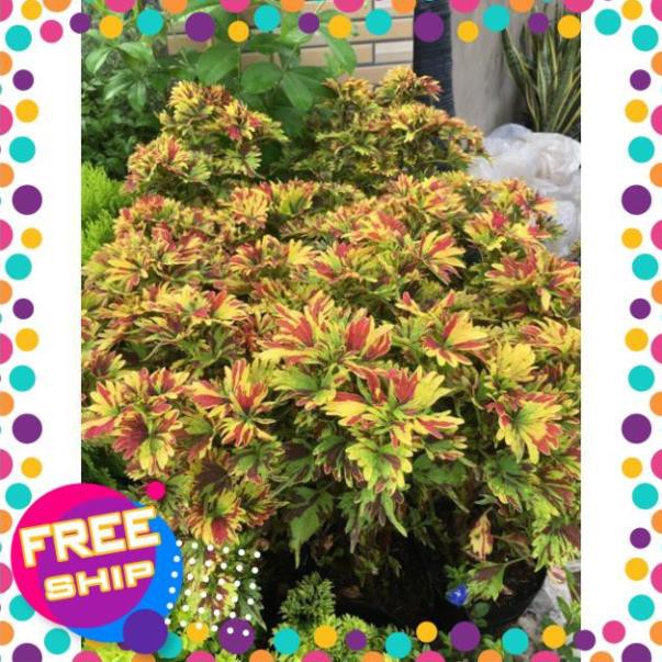 Cây lá gấm ngủ sắc