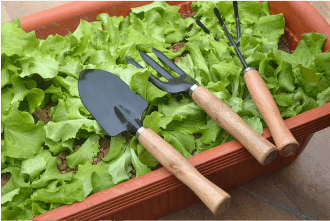 Bộ dụng cụ làm vườn 3 món tiện dụng