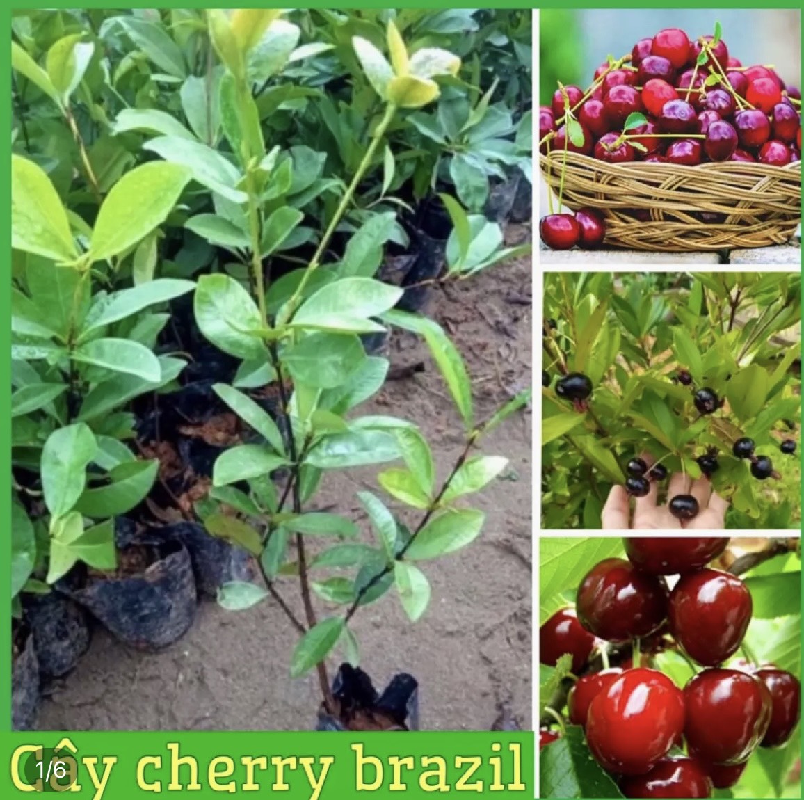 CÂY GIỐNG CHERY BRAZIL F1 SIÊU TRÁI KHÁNG SÂU BỆNH CÂY TO KHỎE