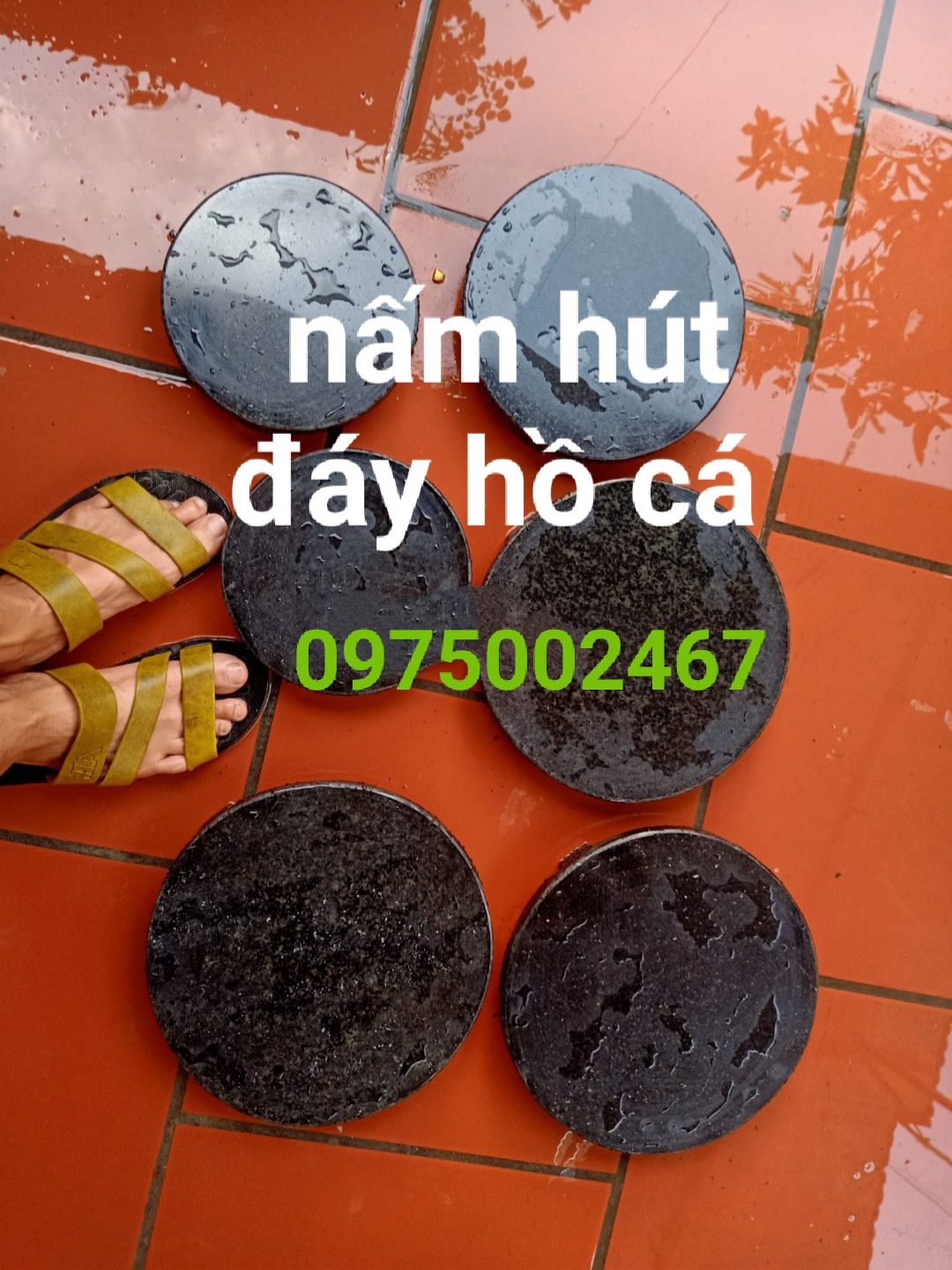 Nấm hút đáy ,nấm đáy hồ cá koi