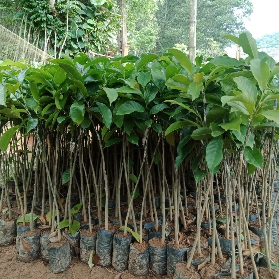 Giống cây dổi nếp rừng lấy hạt, dổi nếp ghép, dổi nếp thực sinh. bầu đất 1kg cây cao khỏe