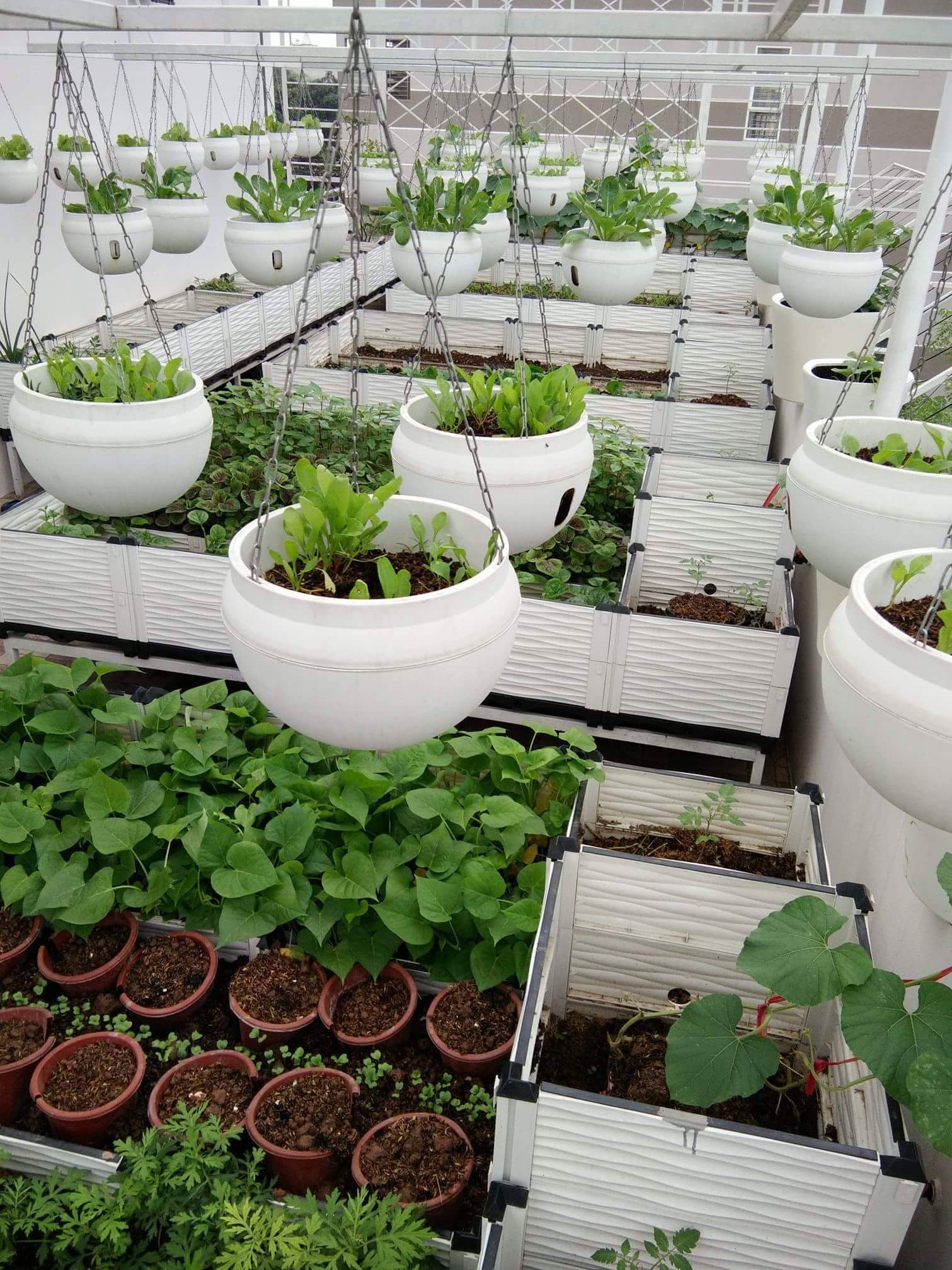 Chậu nhựa trồng cây treo có móc xíchcó 3 màu siêu đẹp