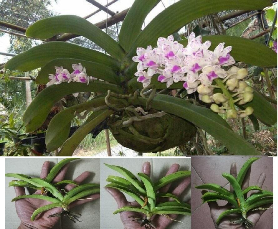 Combo 2 Cây giống hoa lan đai trâu rừng + 2 cây hỏa hoàng cam - cây con tuyển chọn khỏe đẹp