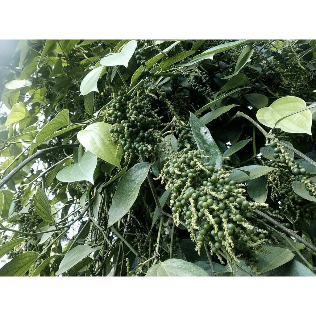 Combo 5 bầu cây giống tiêu thekken ấn độ