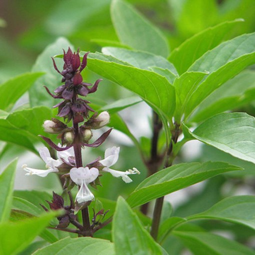 Hạt giống rau Húng quế