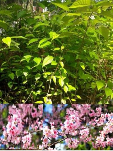 Cây giống mai anh đào