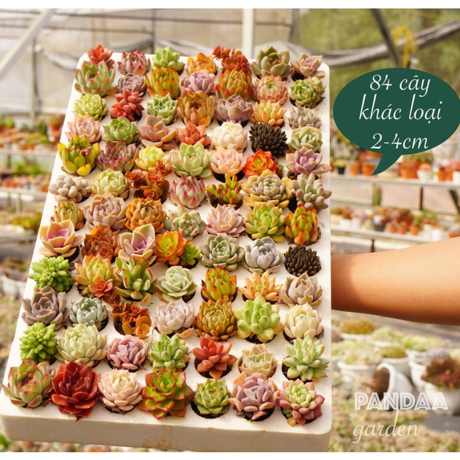  Combo 84 Cây Sen Đá Mini Đà Lạt 2-4cm Siêu Khỏe Dễ Trồng🌲 Mix màu thập cẩm 🎄🎄Lỗi 1 đổi 1 Set Sen Đá Mini Siêu Đẹp Siêu Rực Rỡ Combo Sen Đá Vườn PANDAA GARDEN Đà Lạt Lỗi 1 Đổi 1 