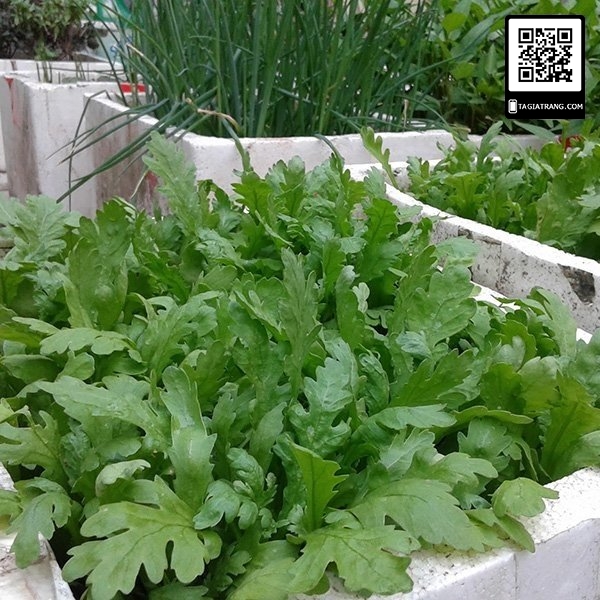 hạt giống Cúc Nếp ( Tần Ô) cao sản