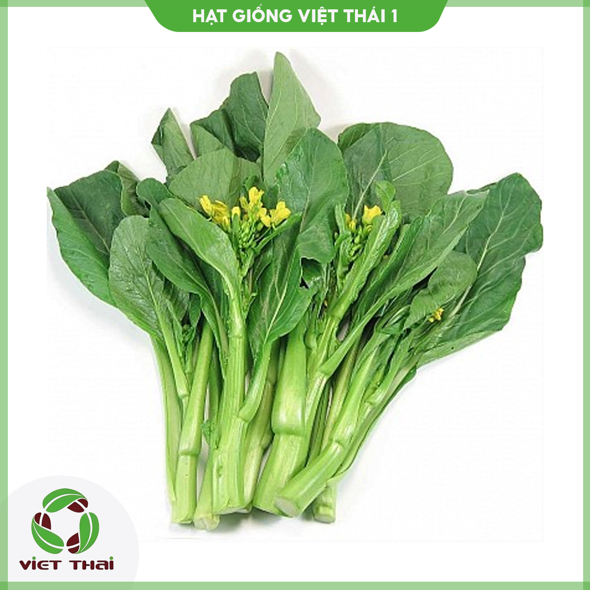 Hạt giống cải ngồng tn - 52 - hgvt1