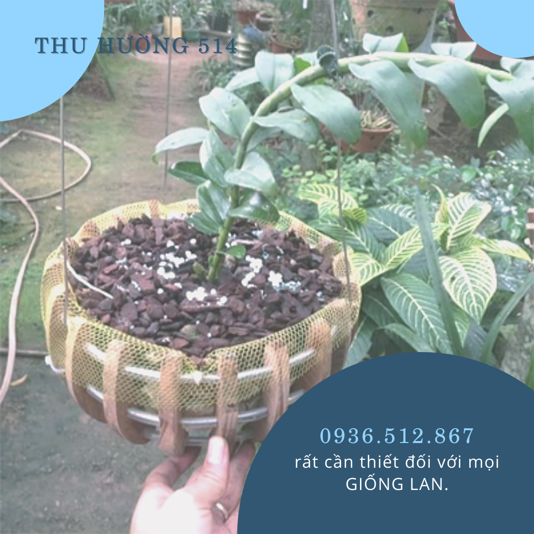 Combo 10 Cái Túi Lưới Lót Chậu Trồng Lan-Loại Tốt-Tránh Rơi Giá Thể-Bám Rễ Tốt