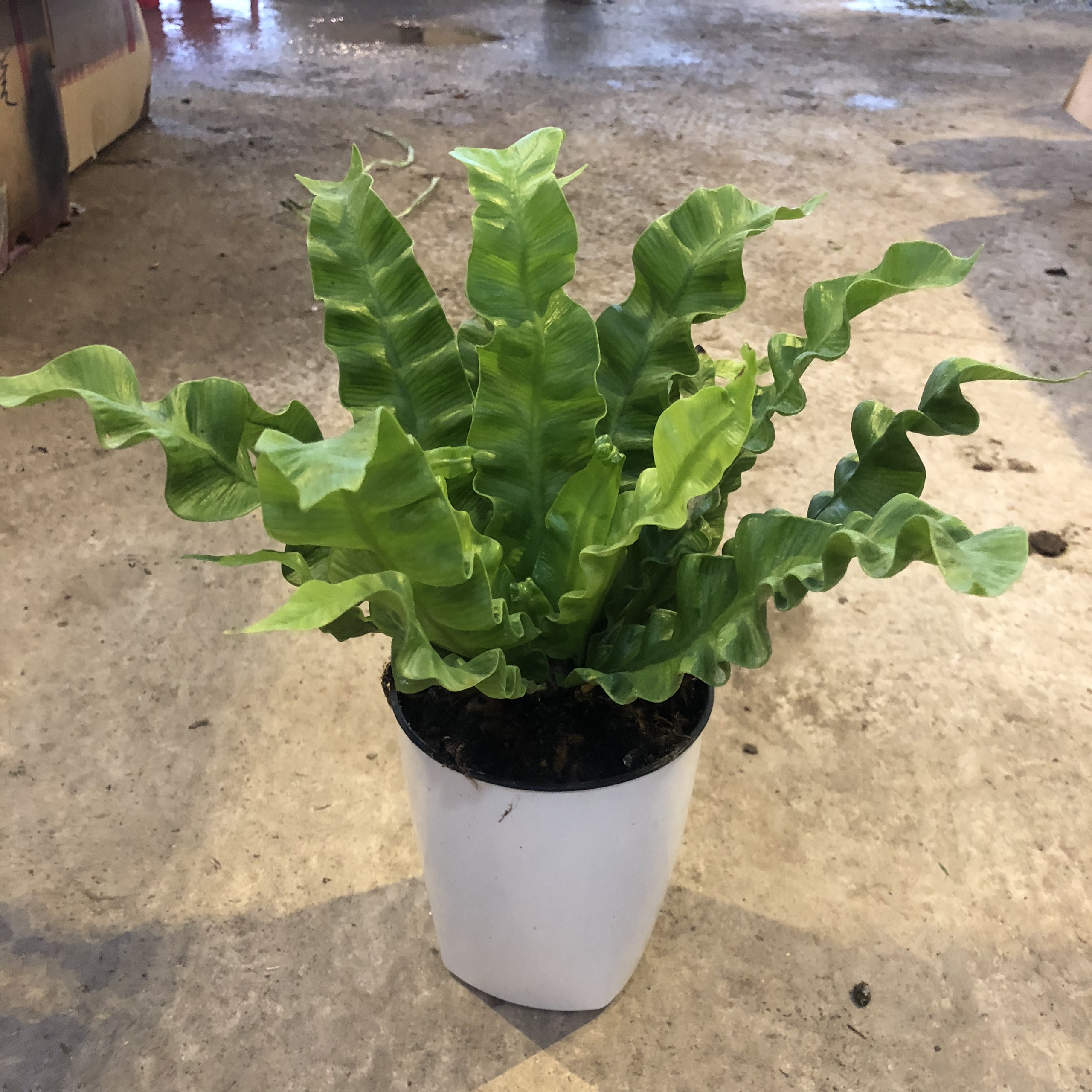 Cây tổ yến để bàn cỡ vừa cao 30cm, thân cây cực nhiều nhánh lá xanh tươi quanh năm, trang trí nội thất