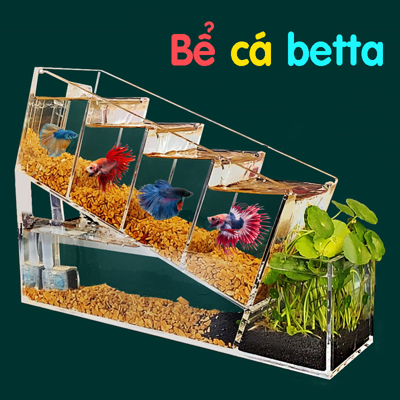 Bể cá betta acrylic đặc biệt kết cấu chéo