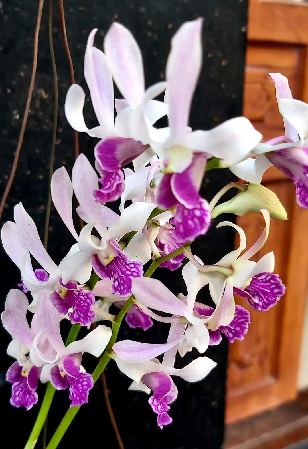 Hoa Lan Dendro Nắng Thỏ Xưa, hoa thơm, chậu trưởng thành, nhiều thân, sắp có ngồng hoa