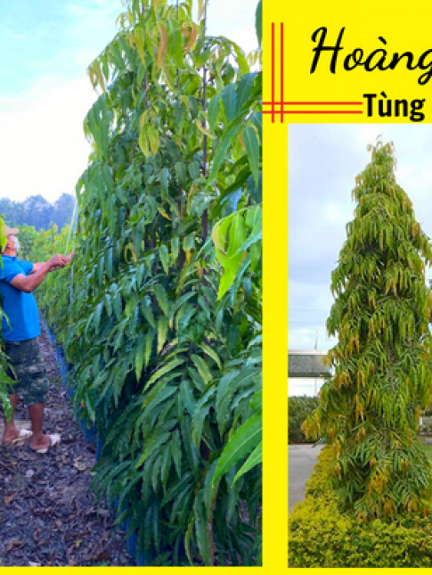 Cây tùng hoàng nam giống cao trên 1m