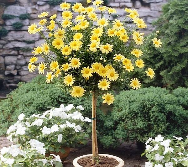 [Hàng hiếm] Chậu cây cúc thân gỗ dáng TREE đang sẵn hoa nhiều nụ, cây lâu năm dễ trồng