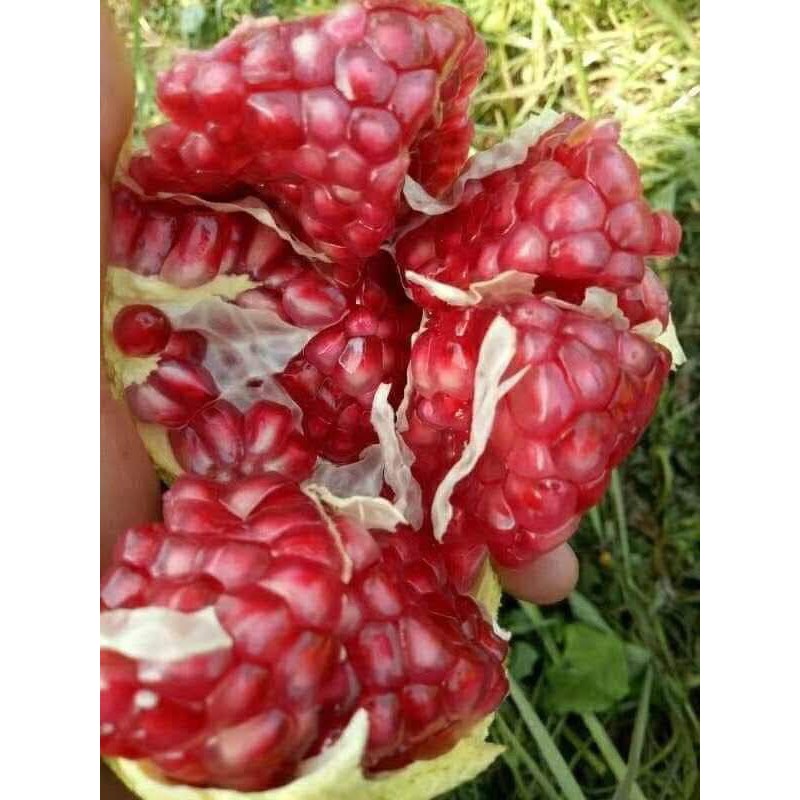 Lựu Lùn Đỏ Ấn Độ cam kết chất lượng #Hoa,_cây_cảnh&cây_ăn_quả,_cây_công_trình,_cây_lấy_gỗ,_hoa_phong_lan,_cây_phong_thủy