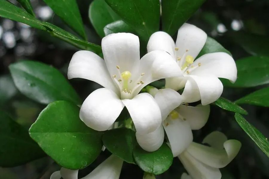Cây nguyêt quế giống lá nhỏ hoa chùm thơm- ra hoa quanh năm