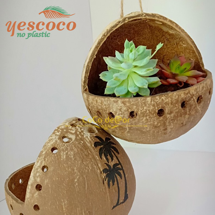 Chậu Ếch treo gáo dừa trồng sen đá ĐỘC ĐÁO| YESCOCO XƯỞNG SX