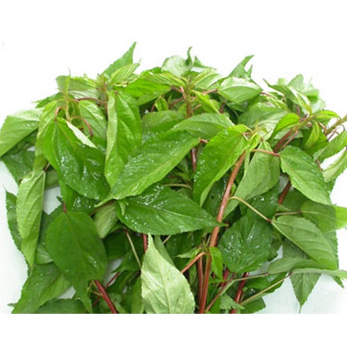 Hạt giống rau đay đỏ năng suất cao, 1 gói 20gr