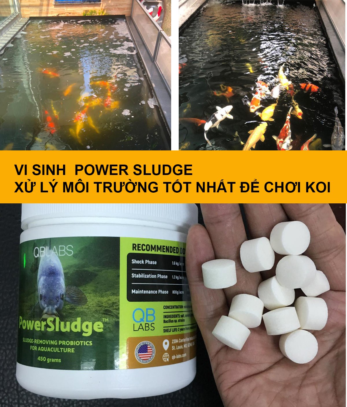 Vi sinh Power Sludge giải quyết môi trường tốt nhất để chơi cá Koi
