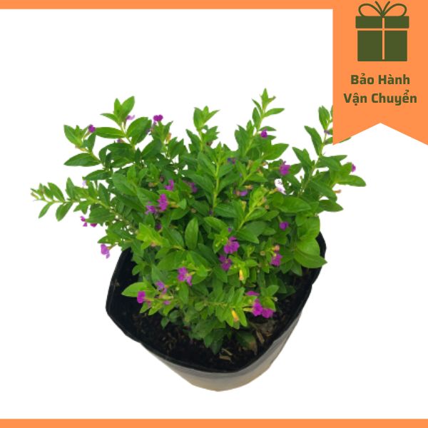 Cây cẩm tú mai, cây đã có hoa, trồng sân vườn, trang trí lối đi, giá rẻ, color full shop