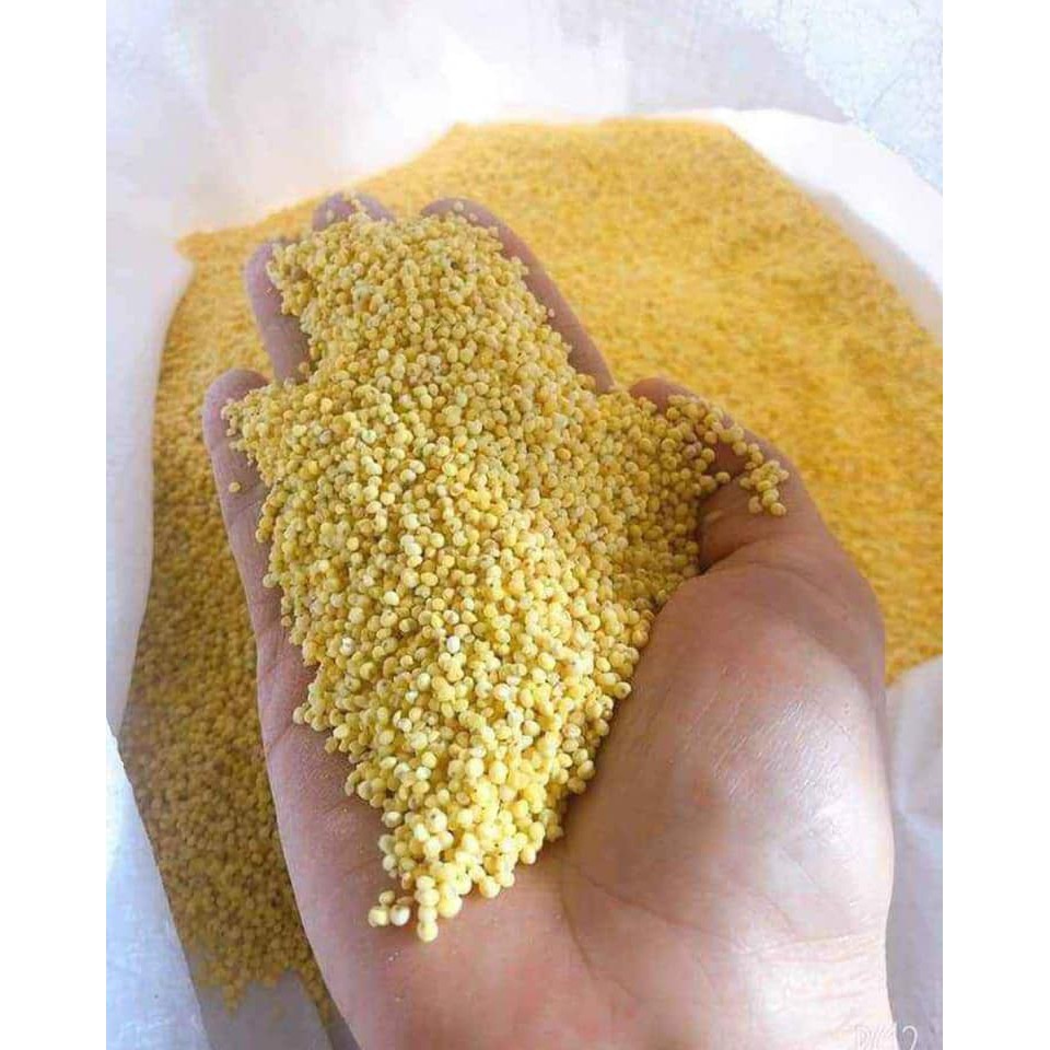 500g Kê nếp hạt to loại 1 không sạn
