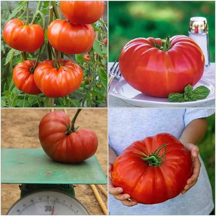 SET 02 gói hạt giống cà chua khổng lồ - kèm 1 gói kích mầm