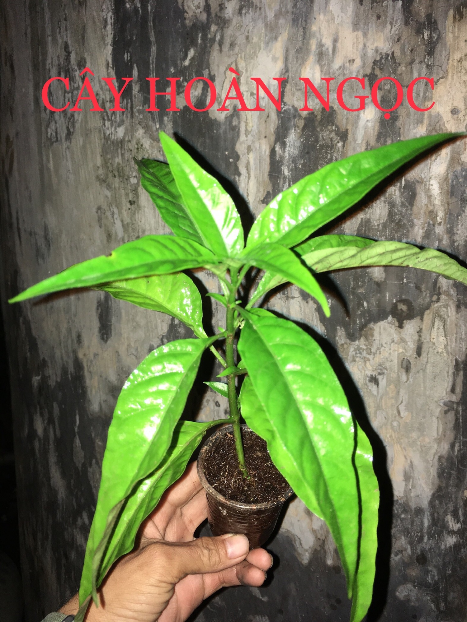 1 cây hoàn ngọc trắng ( lá xanh ) . Tặng kèm 50 gram phân bón npk 20-20-15+TE. hỗ trợ chữa và phòng ngừa tiêu chảy, rất tốt cho hệ tiêu hoá cho người và các loại vật nuôi như thỏ /dê /bò /cá /heo