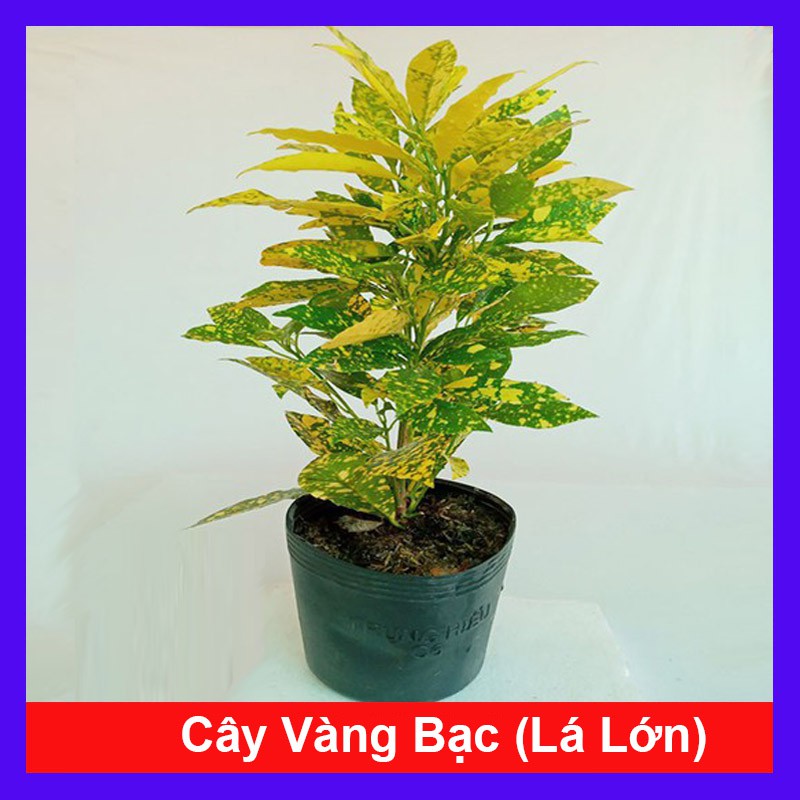 Cây Vàng Bạc Lá Lớn - cây cảnh mini - cây cảnh để bàn - caykiengsadec