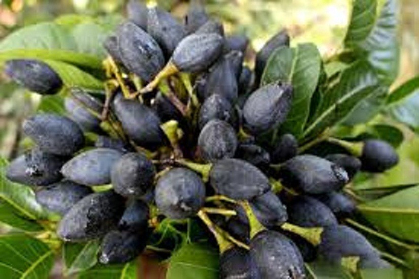 cây giống trám đen siêu quả, siêu ngon