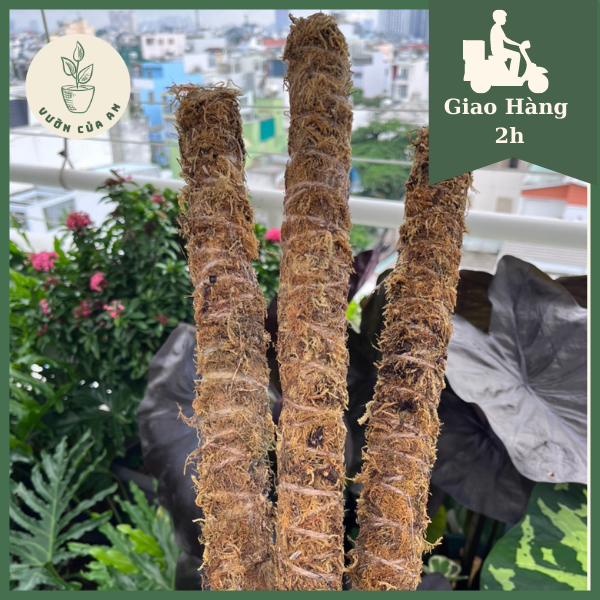 Trụ rêu rừng cho cây leo, trụ xơ dừa cho cây bám cột, vườn của An