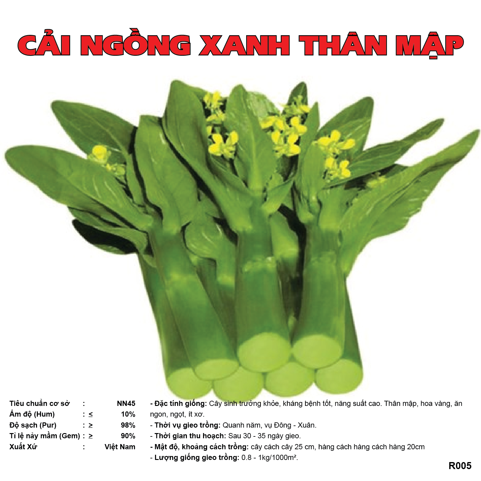 Hạt giống cải ngồng, 200 hạt cải ngồng xanh non, rau xanh, lá mướt, cây sinh trưởng khỏe mạnh M007 - svina seeds