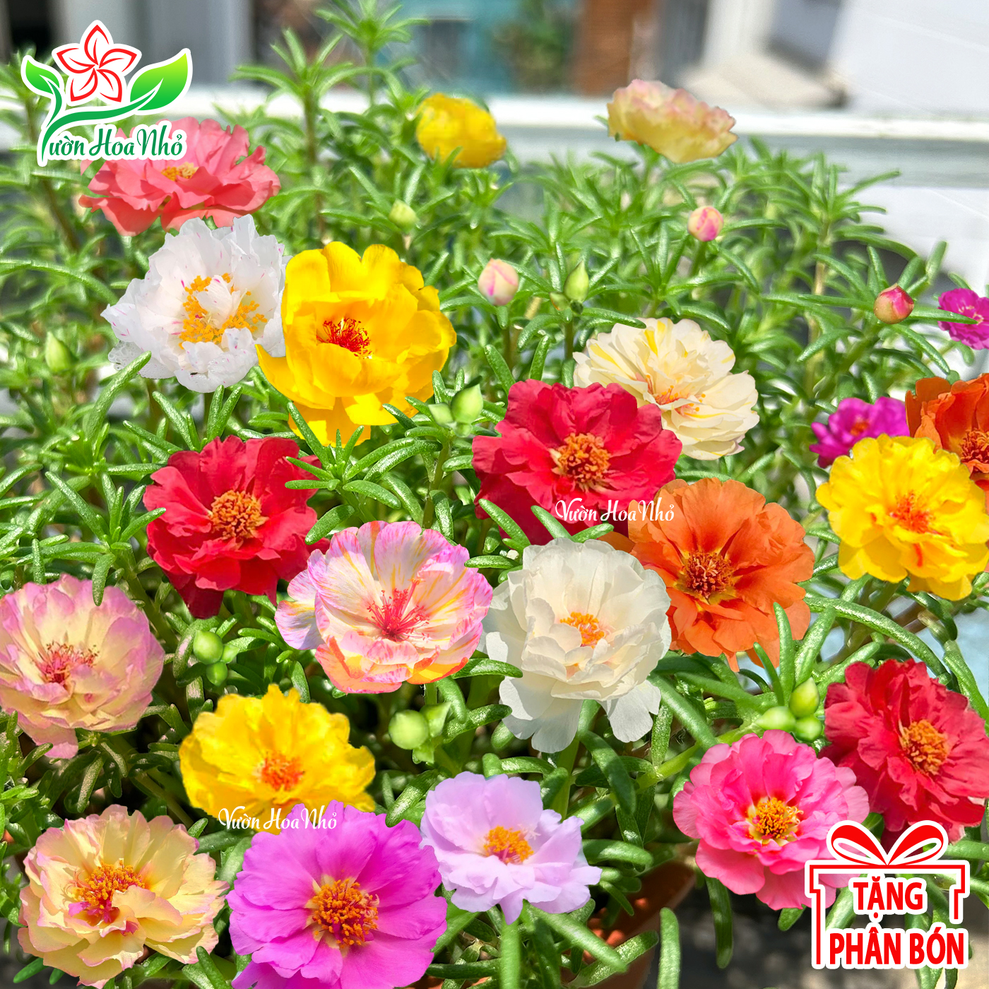 Hạt Giống Hoa Mười Giờ Cánh Kép Nhiều Màu