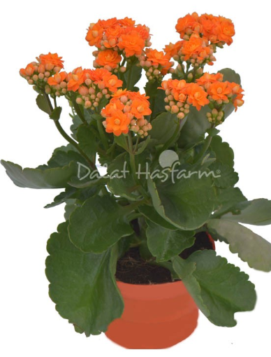 Dalat Hasfarm Chậu hoa Sống Đời