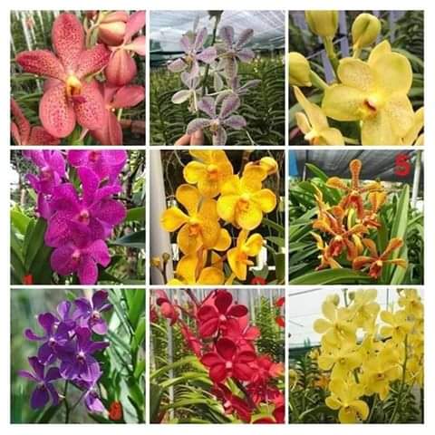 lan mokara giống combo 20 cay chuẩn màu vàng,tươi khỏe nhanh hoa-HTV SHOP