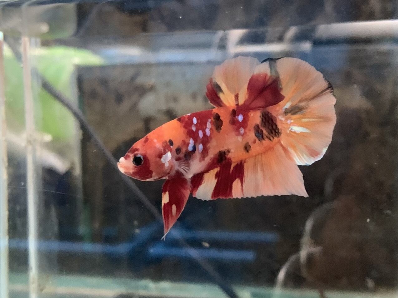 Cá betta nemo ( trống đẹp), đã form riêng ,hoàn lại tiền khi có rủi ro do vận chuyển - Q3 - NH - 2
