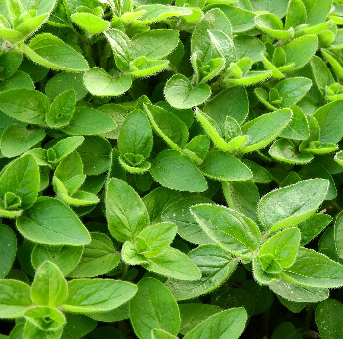 1gr - hạt giống lá cây rau kinh giới